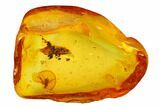 Detailed Fossil Fly (Diptera) In Baltic Amber #145451-1